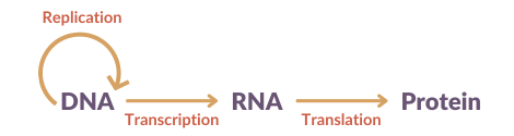DNA turns in to RNA through a process called transcription. RNA becomes proteins through a process called translation. 