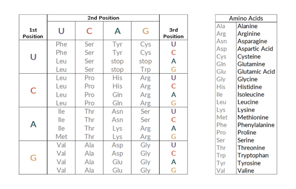 A list of the different amino acids and their codons. 